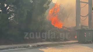 Στο Πανόραμα Παλλήνης οι φλόγες μάχη για να σωθούνε σπίτια