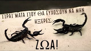 7 πράγματα που θα ευχόσουν να μην ήξερες: ΖΩΑ