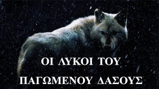 Οι λύκοι του παγωμένου δάσους. - ιστορία