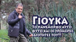 Γιούκα. Ένα φυτό που βρίσκεται ανάμεσα μας, λίγοι όμως ξέρουν την αξία του!