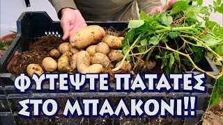 Πατάτα σε πλαστικό τελάρο! Αποτέλεσμα / Potato in a plastic container! Result!