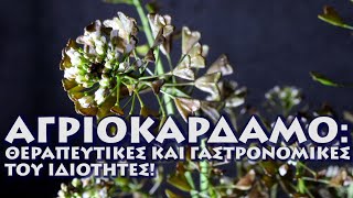 Αγριοκάρδαμο: Χρήση στην κουζίνα, θεραπευτικές ιδιότητες και παρενέργειες!