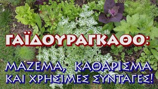 Γαϊδουράγκαθο: Μάζεμα, Καθάρισμα και Χρήσιμες συνταγές! 2 βίντεο.