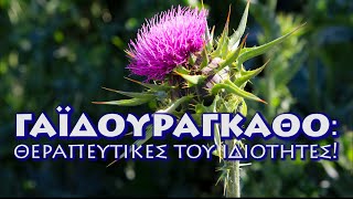 mqdefault 16085 Ελληνική Γαϊδουράγκαθο! Οι θεραπευτικές του ιδιότητες! 1 Βίντεο. https://eliniki.gr/video/%ce%ba%cf%81%ce%ac%cf%84%ce%b1%ce%b9%ce%b3%ce%bf%cf%82-%cf%84%ce%bf-%ce%b1%ce%bd%cf%84%ce%b9%ce%b3%ce%b7%cf%81%ce%b1%ce%bd%cf%84%ce%b9%ce%ba%cf%8c-%cf%84%ce%b7%cf%82-%ce%ba%ce%b1%cf%81%ce%b4%ce%b9/