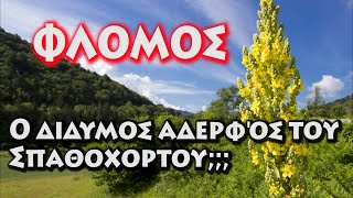 Ο δίδυμος αδερφός του Σπαθόχορτου! Το φυτό που λέγεται Φλόμος.