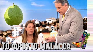 Το φρούτο malacca | Ράδιο Αρβύλα | Top Επικαιρότητας (23/3/2023)