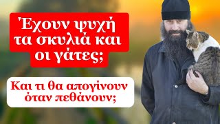 Έχουν ψυχή τα σκυλιά και οι γάτες; Κι τι θα απογίνουν όταν πεθάνουν;