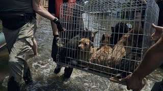 Ουκρανία: Εκατοντάδες κατοικίδια ξεχασμένα στην πρώτη γραμμή του πολέμου… Ελληνική - euronews