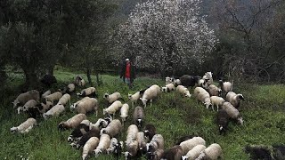 Ελλάδα: Παράταση κατά μία εβδομάδα των περιοριστικών μέτρων για την αντιμετώπιση της πανώλης στα ζώα Ελληνική - euronews