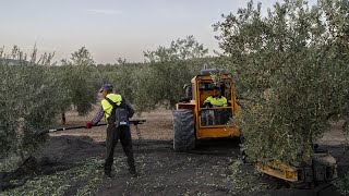 Ισπανία: Η κρίση του ελαιόλαδου Ελληνική - euronews