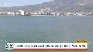 Βόλος: Πολλά νεκρά ψάρια στον Παγασητικό – Προανακριτική για τον θάνατο τουρίστριας από ανακοπή Ελληνική - SKAI.gr