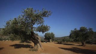 Ιταλία: Η έντονη ξηρασία απειλεί την παραγωγή ελαιολάδου Ελληνική - euronews