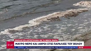 Μαύρο νερό και αφροί στις παραλίες του Βόλου: Οικολογική καταστροφή με τα νεκρά ψάρια | 03/09/2024 Ελληνική - SKAI.gr