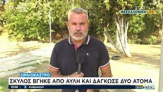 Ωραιόκαστρο: Σκύλος βγήκε από αυλή και δάγκωσε 2 άτομα | Αταίριαστοι | 05/09/2024 Ελληνική - SKAI.gr