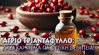 671750fbc0188 Ελληνική Άγριο Τριαντάφυλλο: Παρασκευή θεραπευτικού ελαίου βήμα-βήμα! https://eliniki.gr/video/%ce%b2%ce%b1%cf%83%ce%af%ce%bb%ce%b5%ce%b9%ce%bf%cf%82-%ce%b2%ce%b5%ce%bd%ce%b9%ce%b6%ce%ad%ce%bb%ce%bf%cf%82-%e2%94%82%cf%83%cf%89%cf%83%cf%84%ce%ae-%ce%b5%cf%80%ce%b9%ce%bb%ce%bf%ce%b3%ce%ae-%ce%b3/