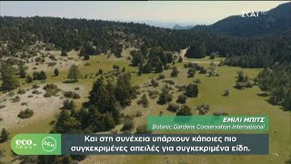 ECO NEWS BY ΔΕΗ | Αποκλειστικό:1 στα 3 είδη δέντρων κινδυνεύουν με εξαφάνιση παγκοσμίως | 26/11/2024 Ελληνική - SKAI.gr