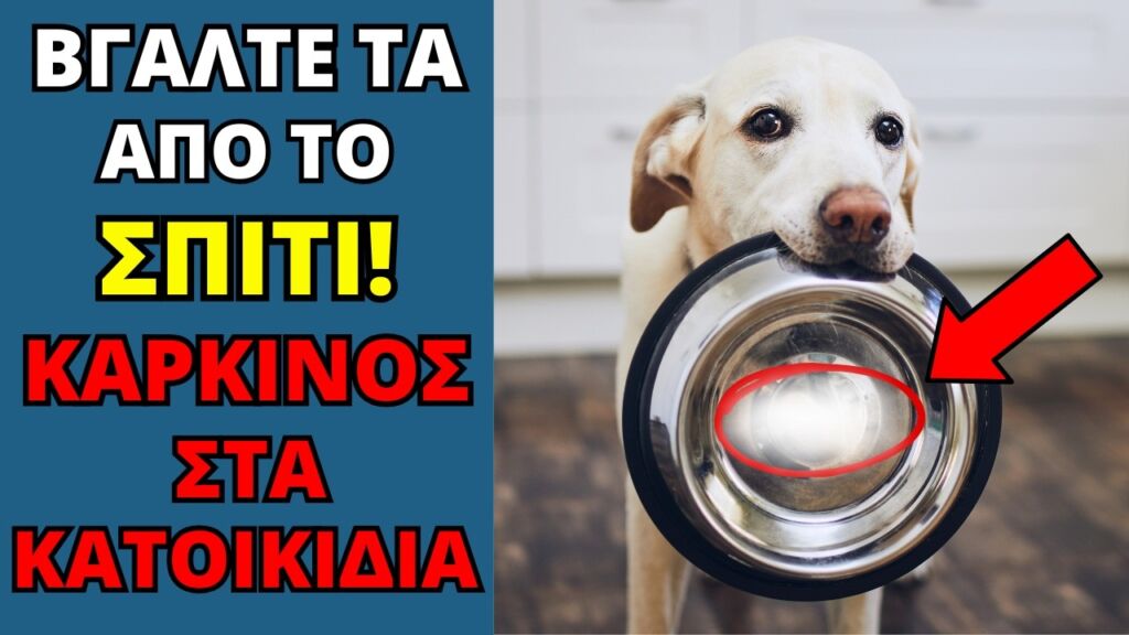 9 Κρυφοί Κίνδυνοι στο Σπίτι που Απειλούν τα Κατοικίδια σας - Τι να προσέχετε!
