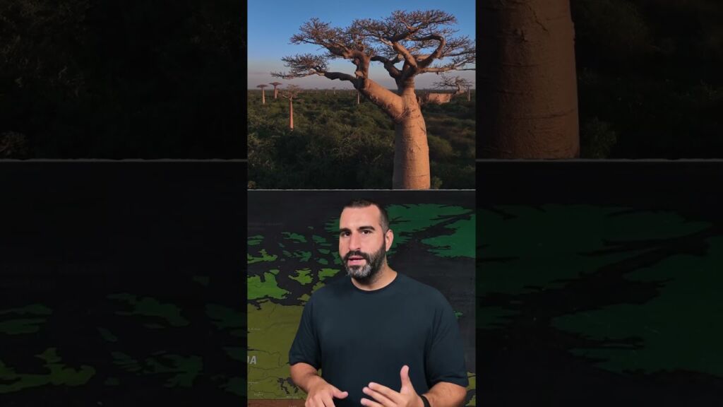 Λεμουριοι Μαδαγασκάρη